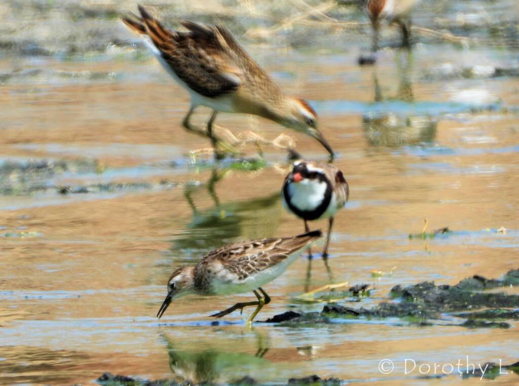 Long-toed Stint and Black-fronted Dotterel