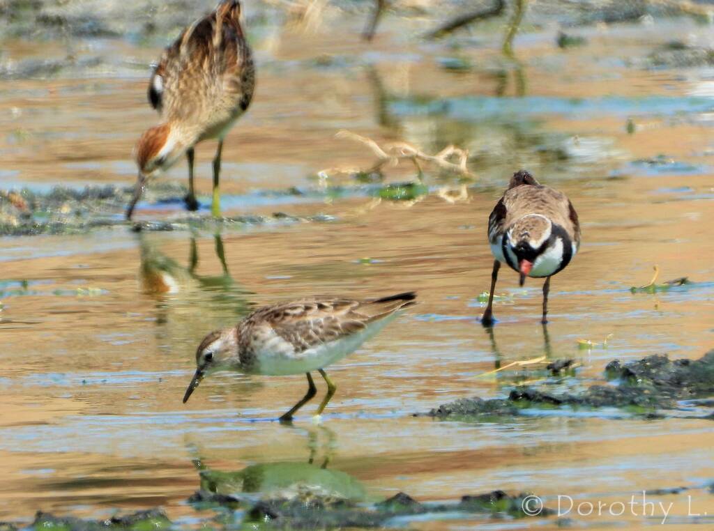 Long-toed Stint and Black-fronted Dotterel
