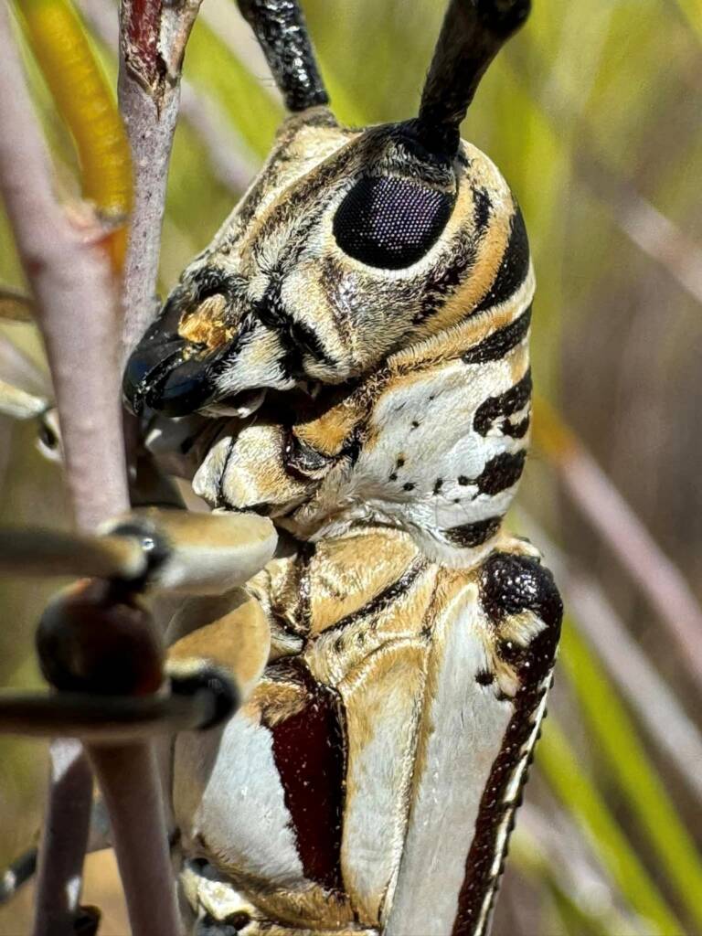 Rhytiphora dallasi (Longicorn Beetle), Yellowdine WA © Mark Hanlon