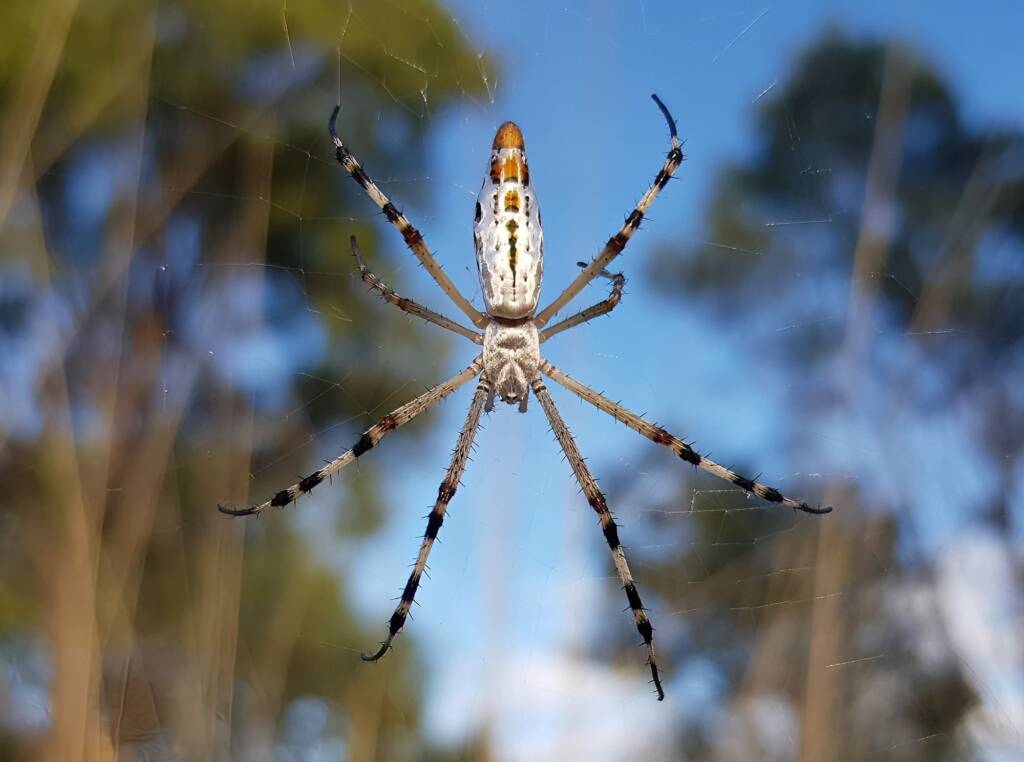 Longtailed Orb-weaving Spider (Argiope protensa), Alice Springs Desert Park NT