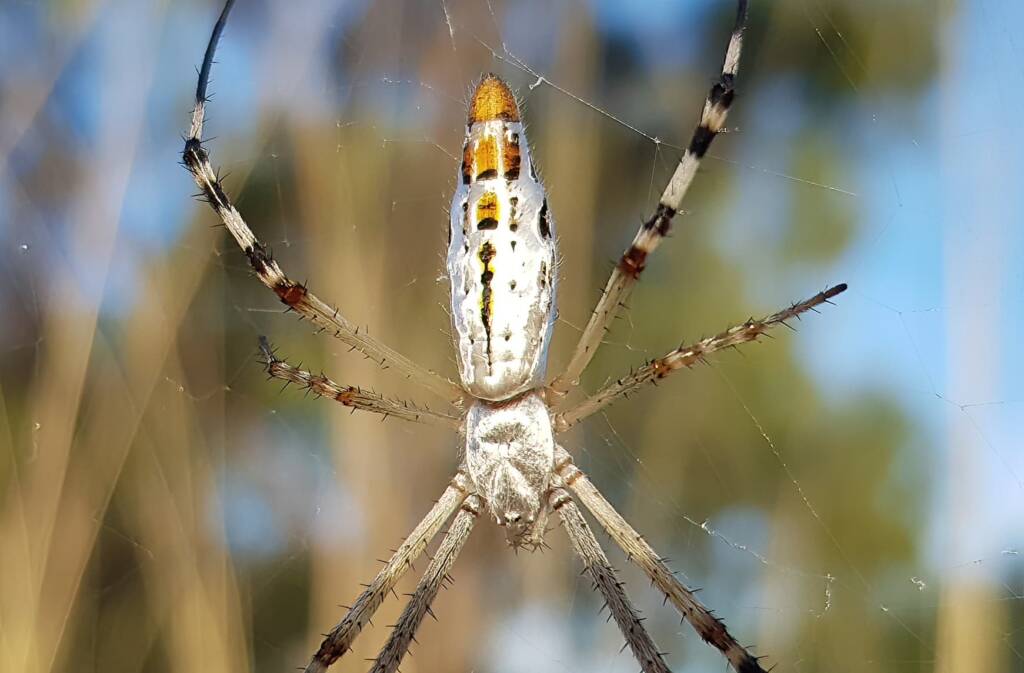 Longtailed Orb-weaving Spider (Argiope protensa), Alice Springs Desert Park NT