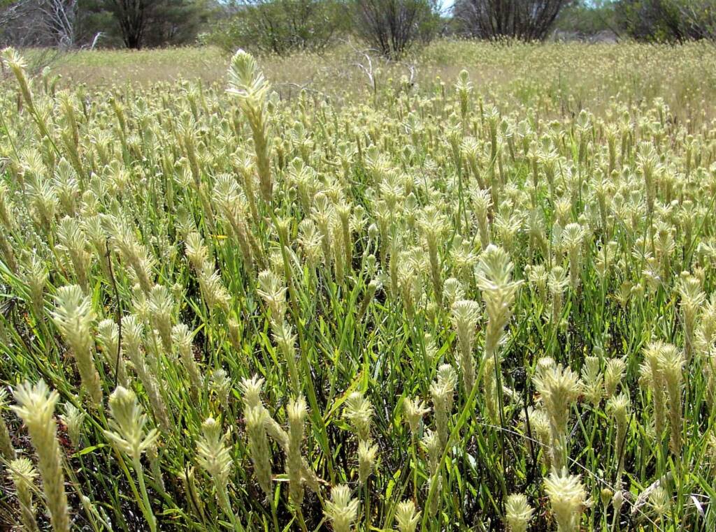 Longtails (Ptilotus polystachyus), Ilparpa Claypans, Alice Springs NT