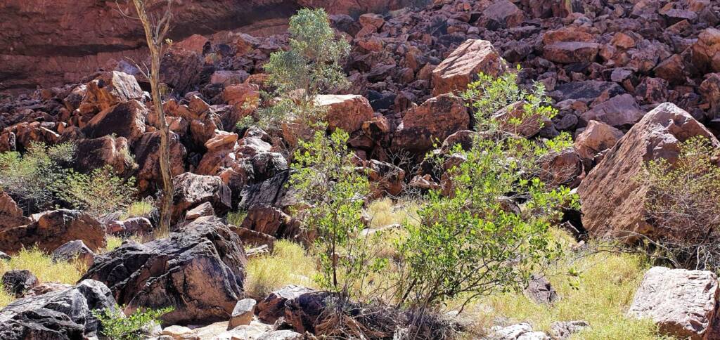 Look for the wallaby on the rocky landscape at Standley Chasm © Bev's Private Hire / Kangaroo Palms NT