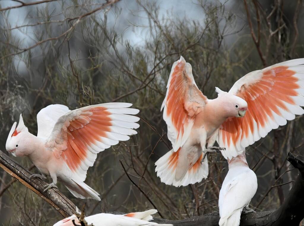 Pink Cockatoo / Major Mitchell’s Cockatoo (Lophochroa leadbeateri), Newhaven Wildlife Sanctuary NT © Dorothy Latimer