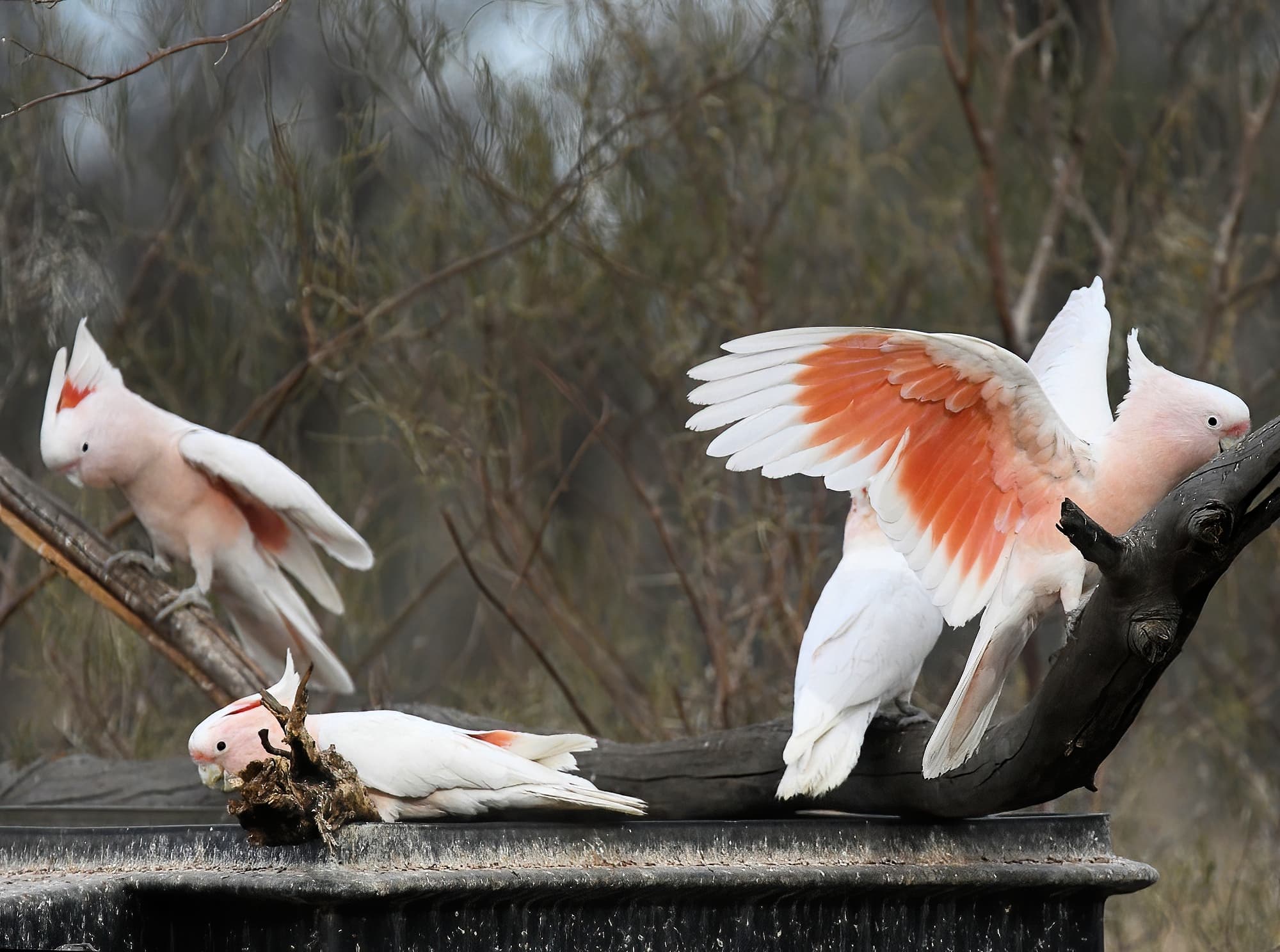 Pink Cockatoo / Major Mitchell’s Cockatoo (Lophochroa leadbeateri), Newhaven Wildlife Sanctuary NT © Dorothy Latimer