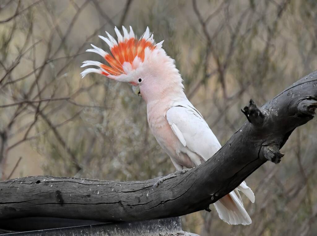 Pink Cockatoo (Lophochroa leadbeateri), Newhaven Wildlife Sanctuary NT © Dorothy Latimer