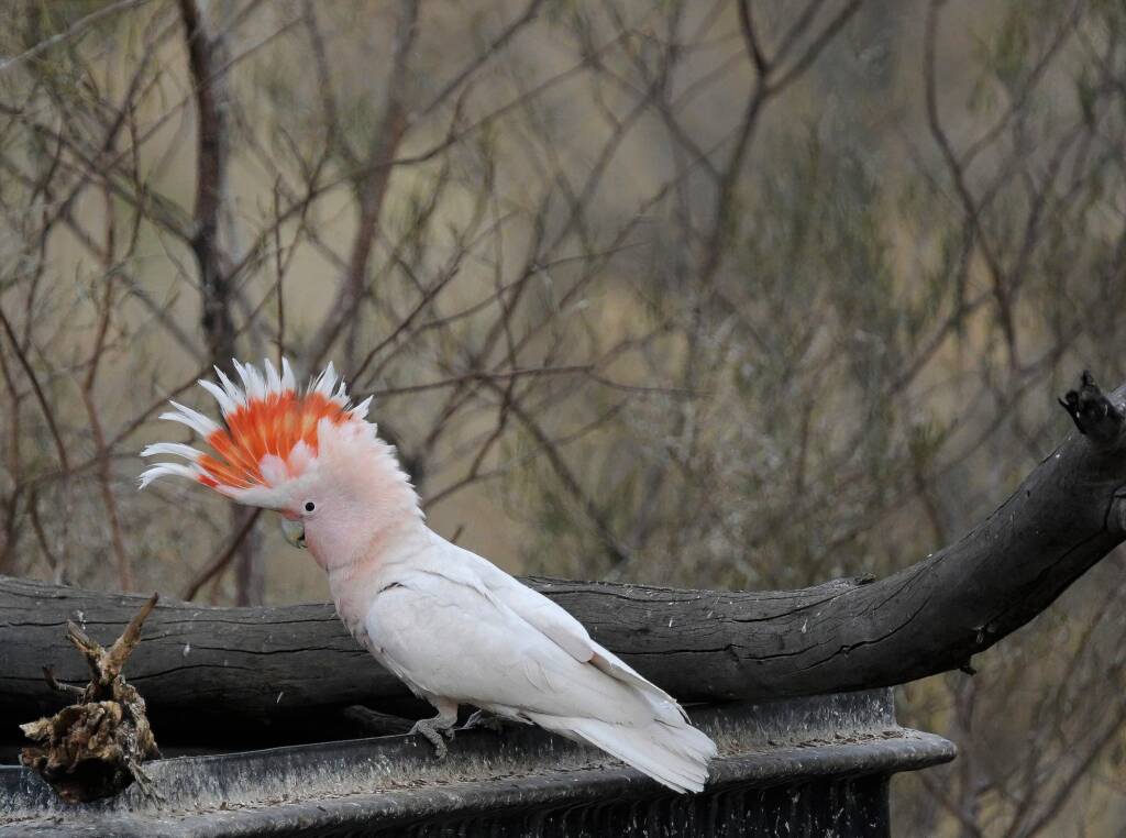 Pink Cockatoo (Lophochroa leadbeateri), Newhaven Wildlife Sanctuary NT © Dorothy Latimer