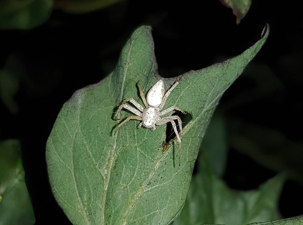 Lynx Spider (family Oxyopidae), Alice Springs NT