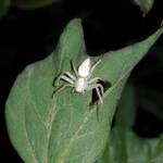 Lynx Spider (family Oxyopidae), Alice Springs NT