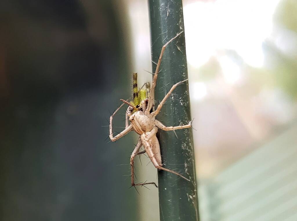Lynx Spider (family Oxyopidae) with juvenile Grasshopper (Valanga irregularis), Alice Springs NT
