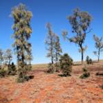 Waddy-wood (Acacia peuce), Mac Clarke Conservation Reserve, NT