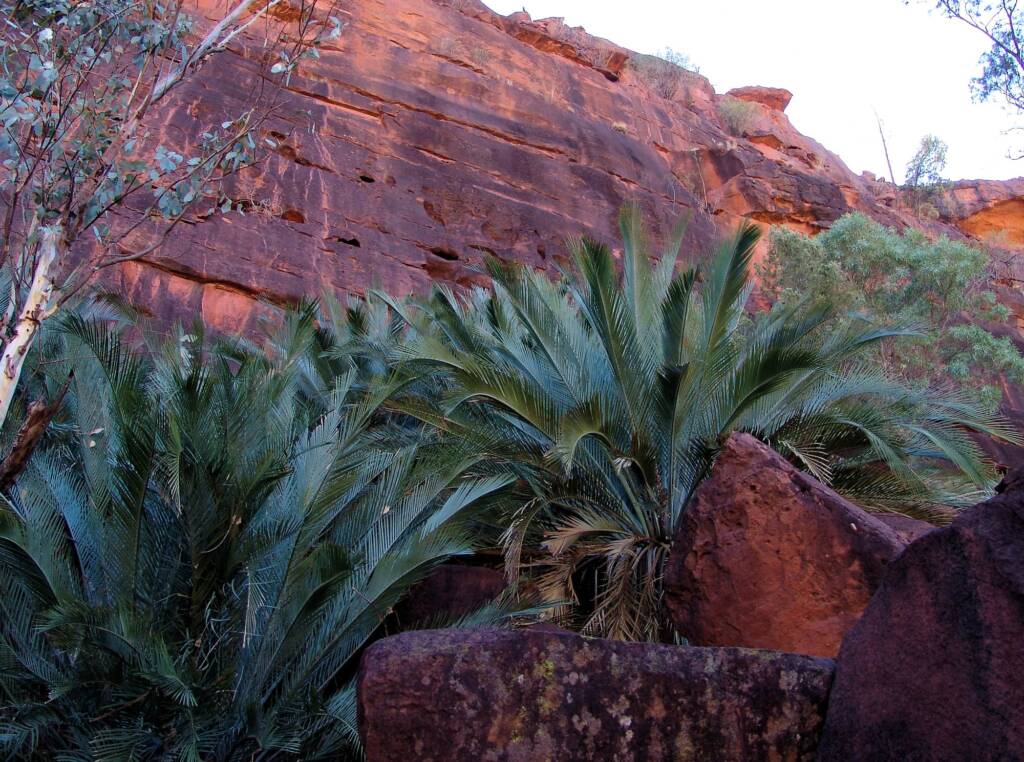 Macdonnell Ranges Cycad (Macrozamia macdonnellii), Palm Valley