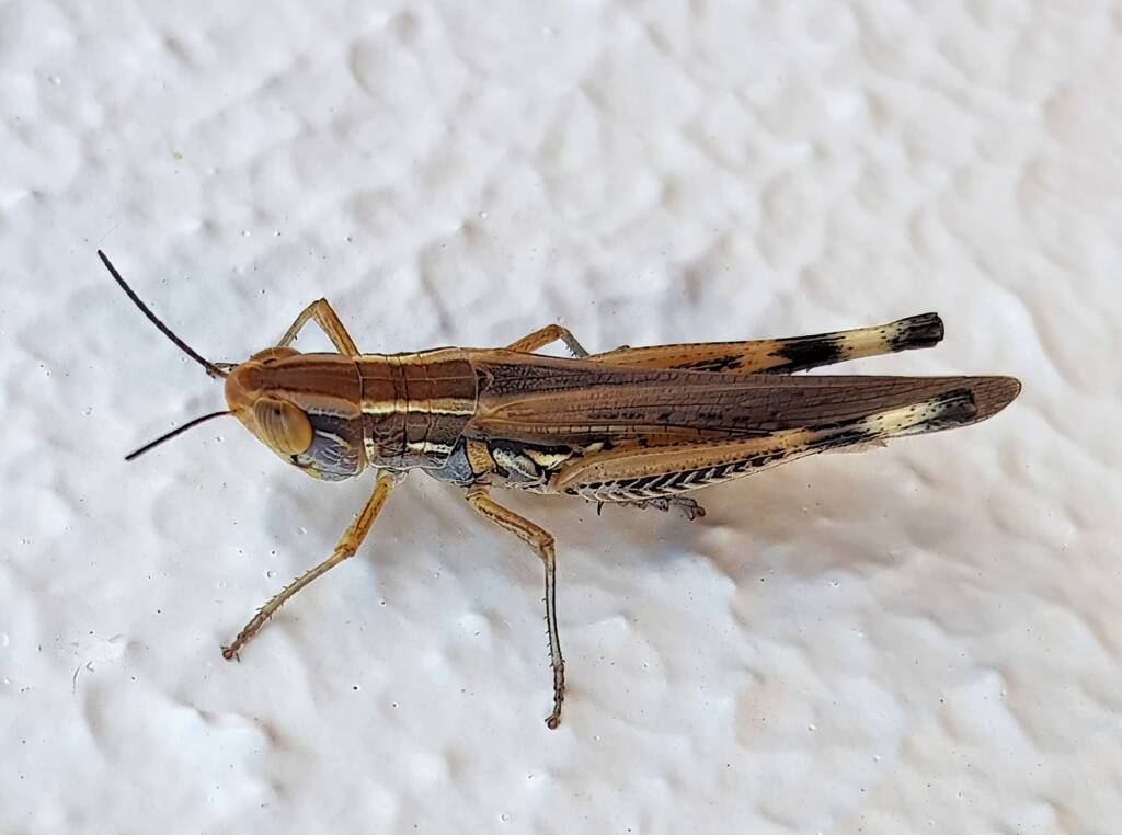 Grasshopper genus Macrotona, Alice Springs NT
