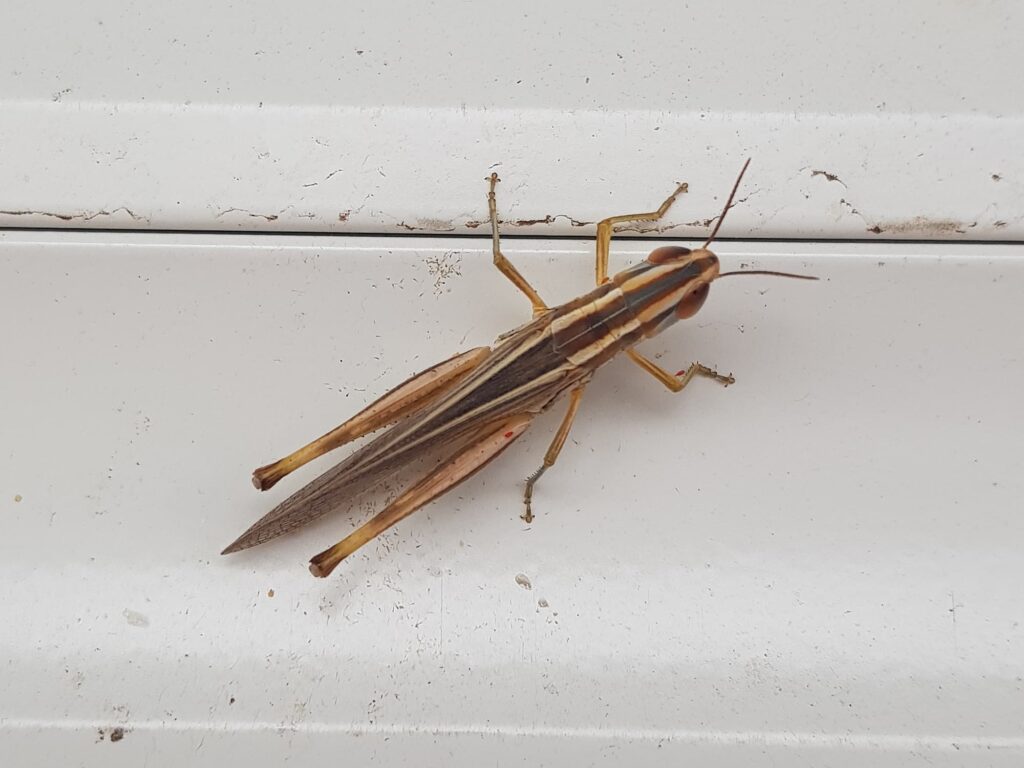 Macrotona Grasshopper (genus), Alice Springs NT