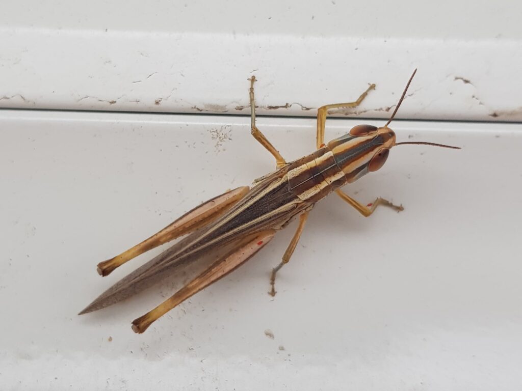 Macrotona Grasshopper (genus), Alice Springs NT