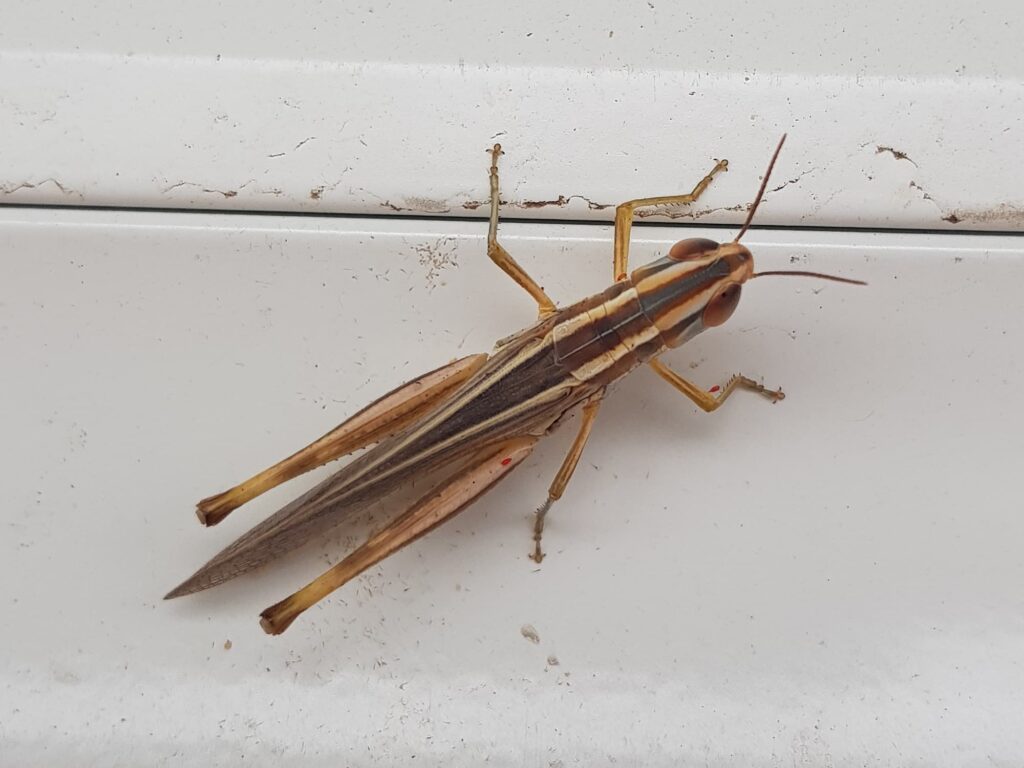 Macrotona Grasshopper (genus), Alice Springs NT