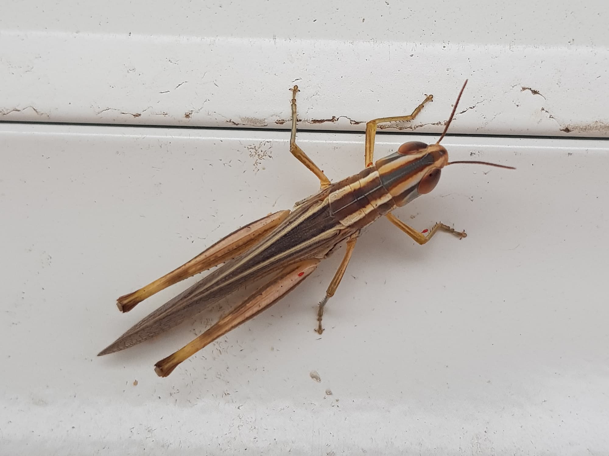 Macrotona Grasshopper (genus), Alice Springs NT