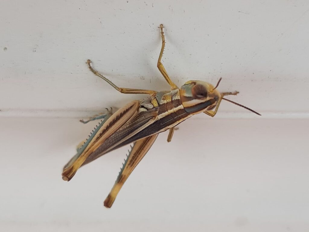 Macrotona Grasshopper (genus), Alice Springs NT