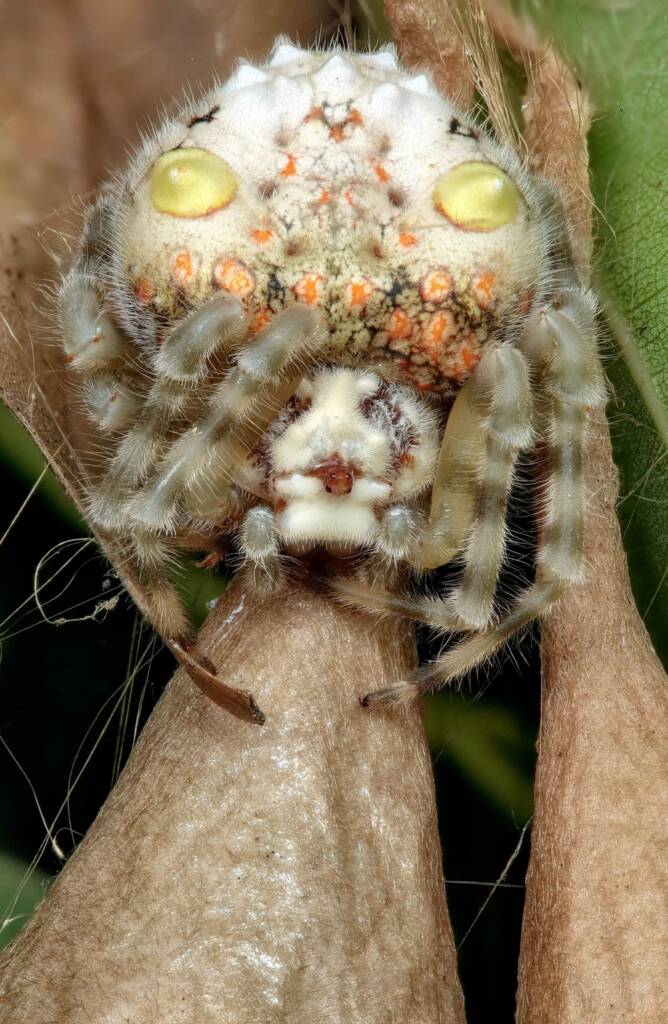 Magnificent Spider with her egg sac (Ordgarius magnificus), Narara NSW © Michael Doe