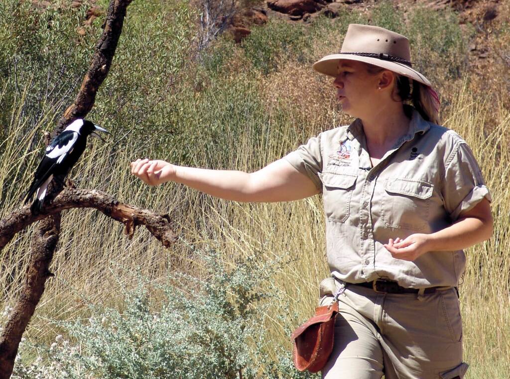 Australian Magpie (Gymnorhina tibicen), Alice Springs Desert Park