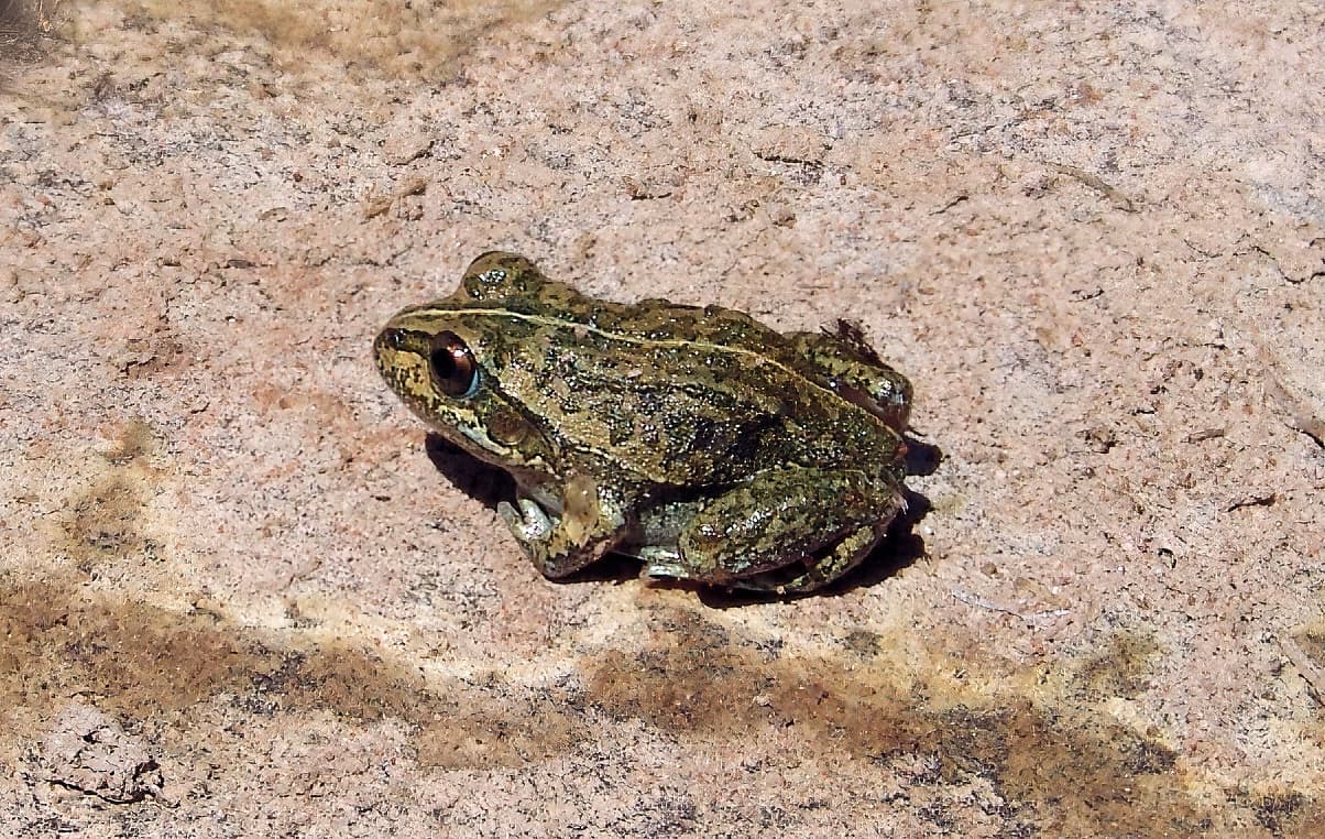 Main’s Frog (Cyclorana maini), Palm Valley, NT