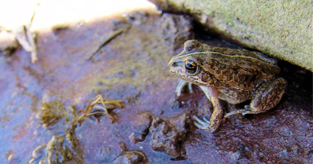 Main’s Frog (Cyclorana maini), Palm Valley, NT