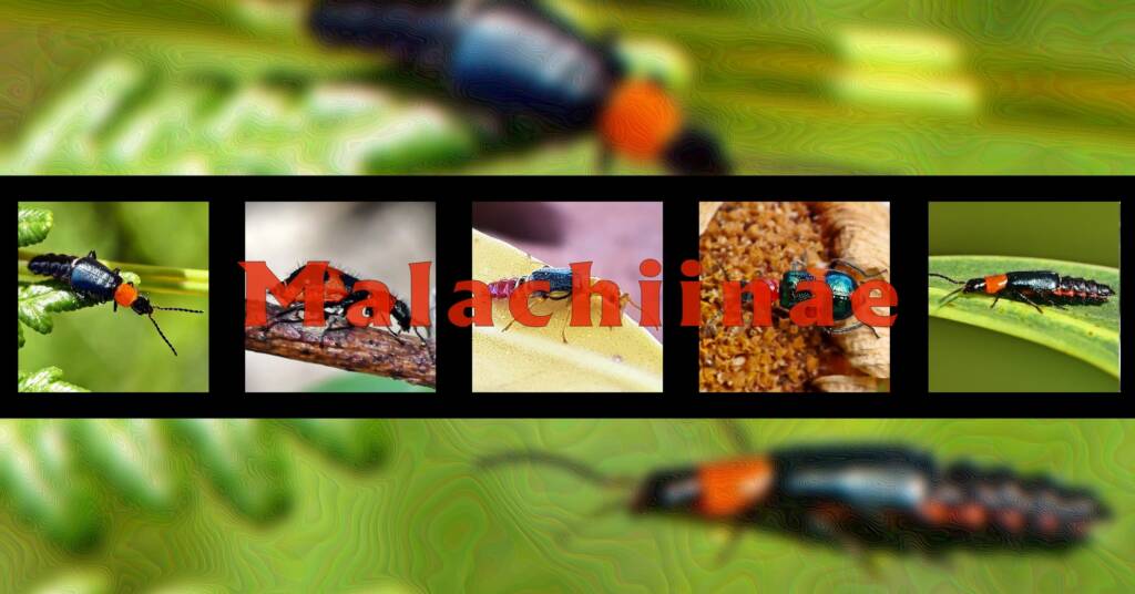 Malachiinae - Ausemade filmstrip