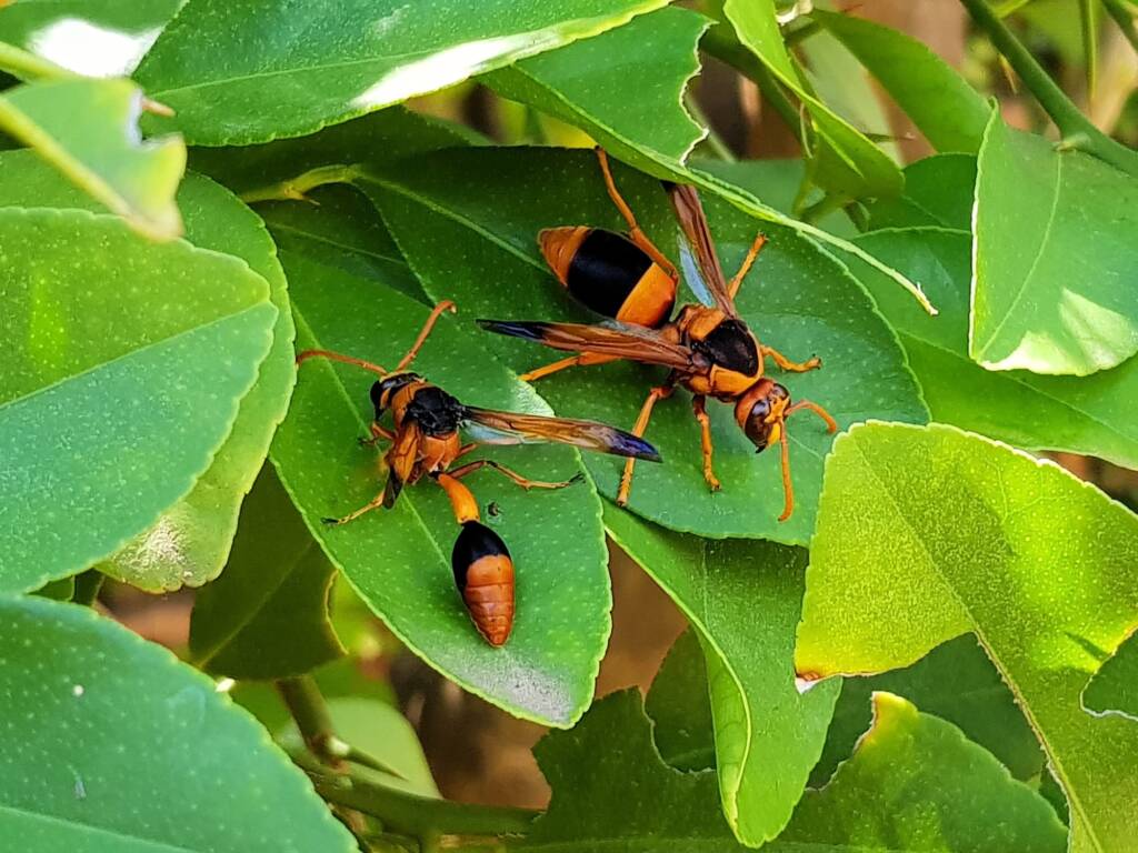 Male Abispa ephippium (Mud-nest Wasp), Alice Springs NT