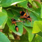 Male Abispa ephippium (Mud-nest Wasp) and Delta latreillei (Orange Potter Wasp), Alice Springs NT