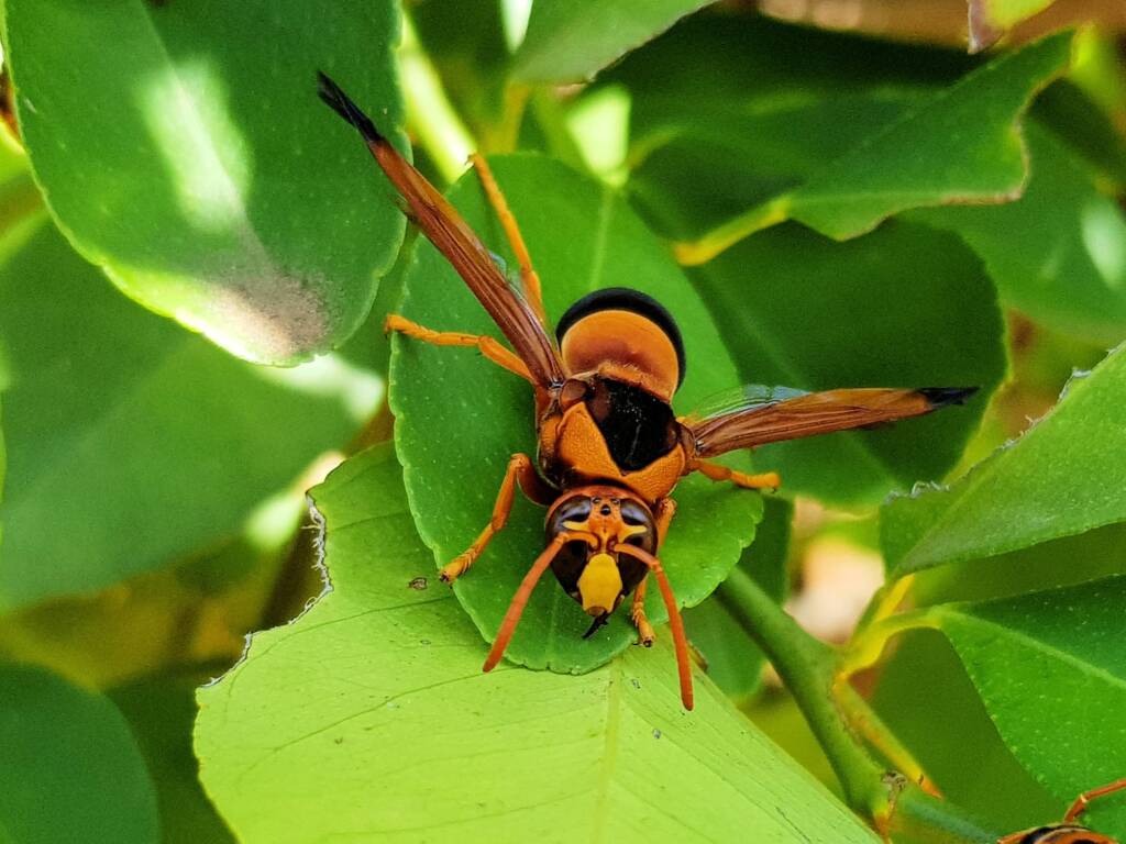 Male Abispa ephippium (Mud-nest Wasp), Alice Springs NT