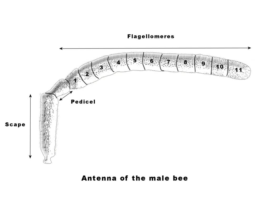 Antenna of the male be