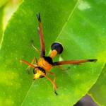 Male Delta latreillei (Orange Potter Wasp), Alice Springs NT