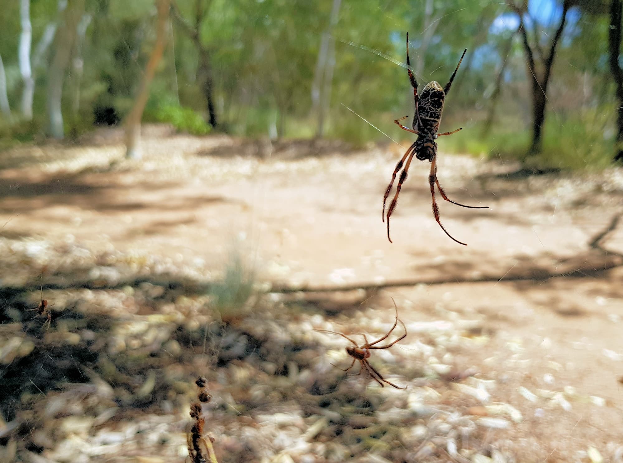 Male and female Australian Golden Orb Weaver Spider (Trichonephila edulis), Alice Springs Desert Park, NT