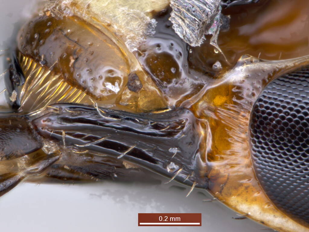 Under the microscope: Male Meroglossa rubricata, Geraldton WA © Ken Walker