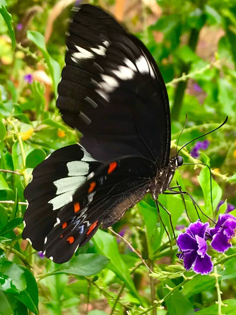 Male Orchard Swallowtail (Papilio aegeus), Roma QLD © Dianne Bickers