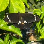 Male Orchard Swallowtail (Papilio aegeus), Roma QLD © Dianne Bickers
