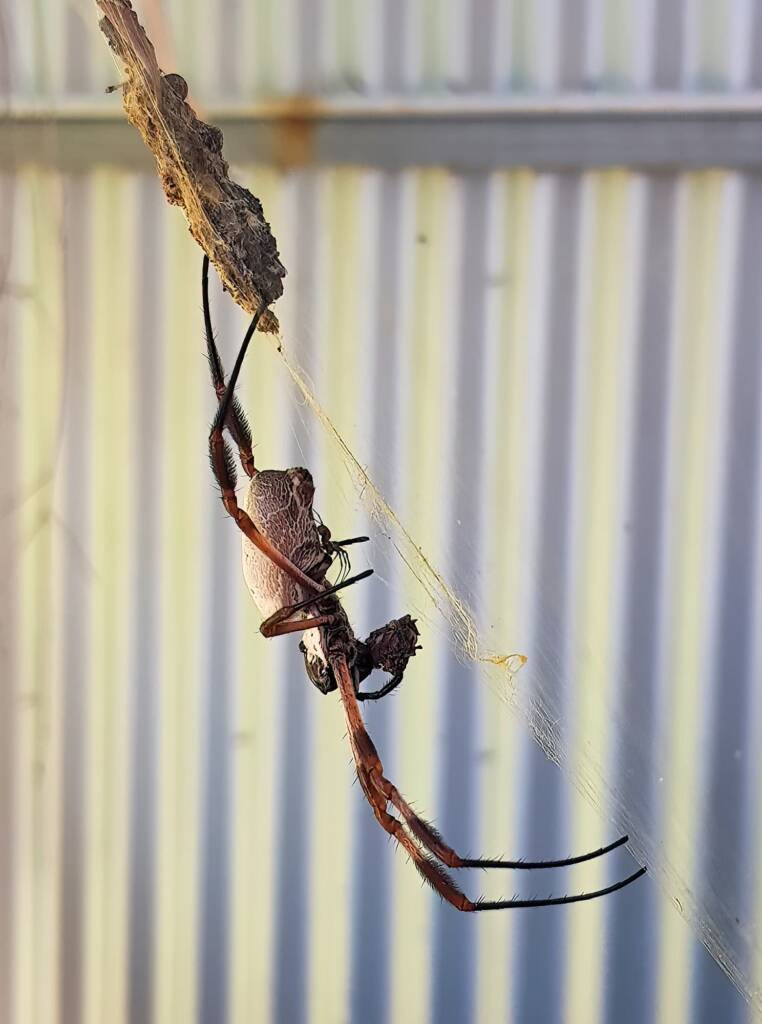 Male (sexual advance) taking advantage of the female Golden Orb-weaver Spider preoccupied with eating.