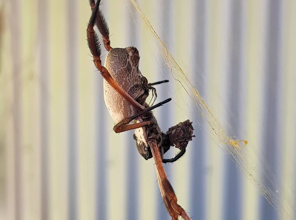 Male (sexual advance) taking advantage of the female Golden Orb-weaver Spider preoccupied with eating.