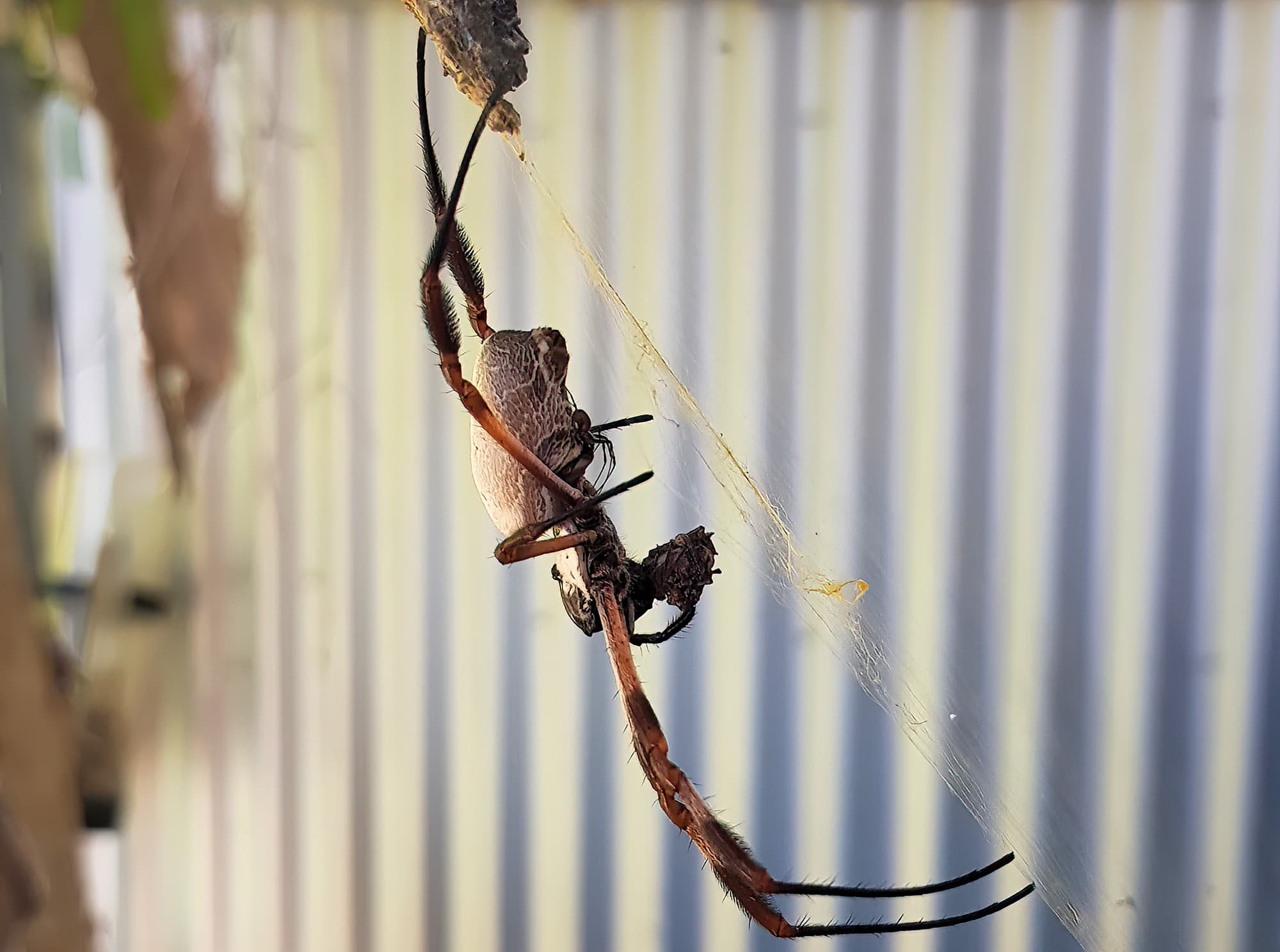 Male (sexual advance) taking advantage of the female Golden Orb-weaver Spider preoccupied with eating.