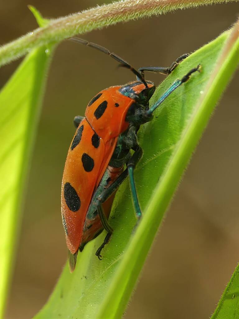 Mallotus Harlequin Bug (Cantao parentum), Gold Coast QLD © Stefan Jones