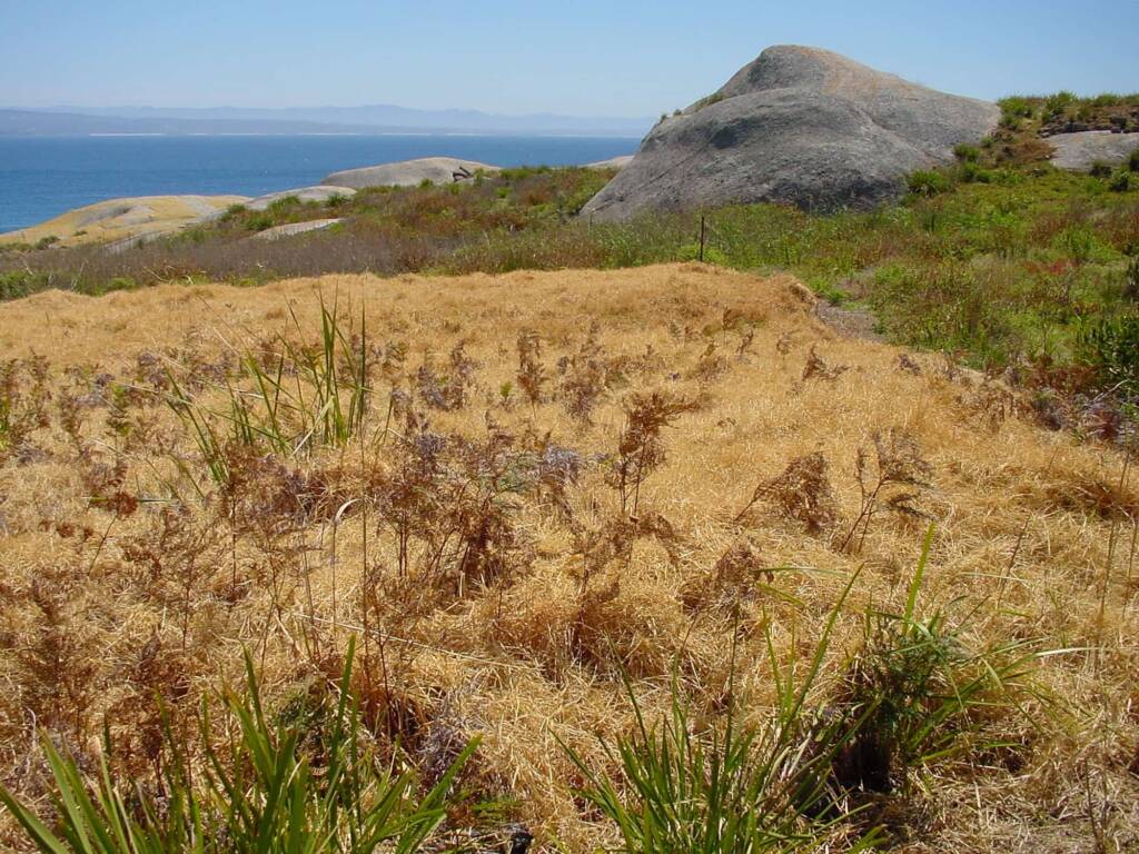 Managing kikuyu (Pennisetum clandestinum) and buffalo grass (Stenotaphrum secundatum) on Montague Island NSW