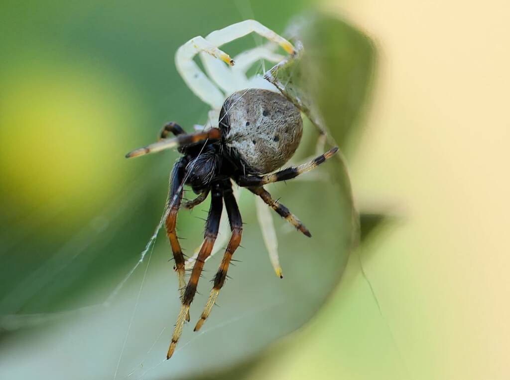 White Crab Spider (Thomisus spectabilis) with prey Mangrovia albida, Brisbane QLD © Stefan Jones