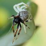 White Crab Spider (Thomisus spectabilis) with prey Mangrovia albida, Brisbane QLD © Stefan Jones