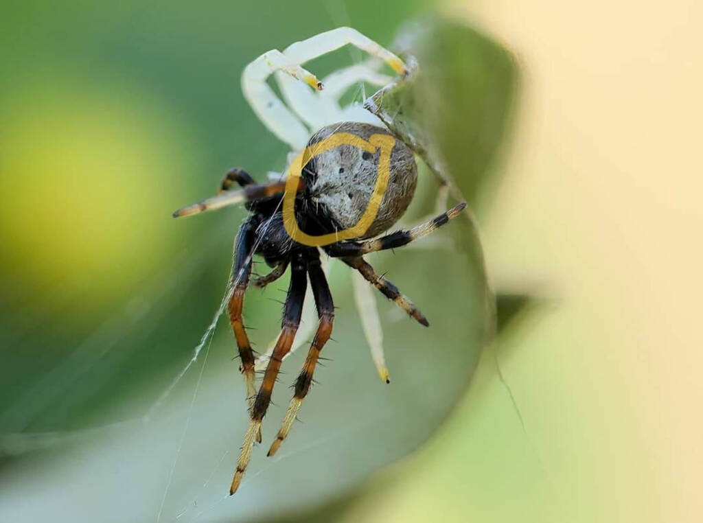 Feature of orb spider - Mangrovia albida, Brisbane QLD © Stefan Jones