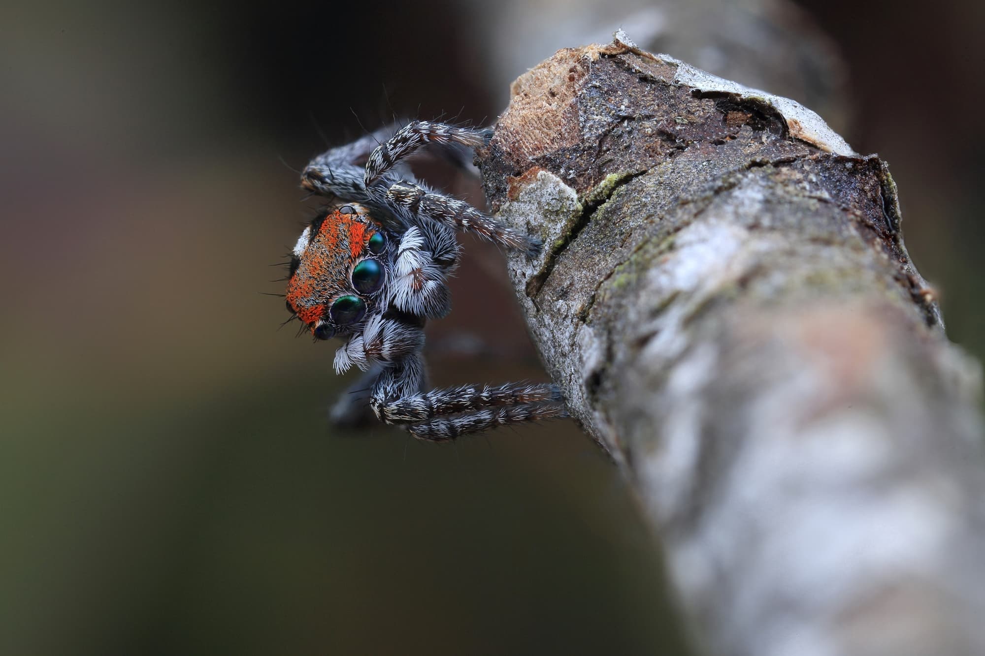 Maratus amabilis Ausemade