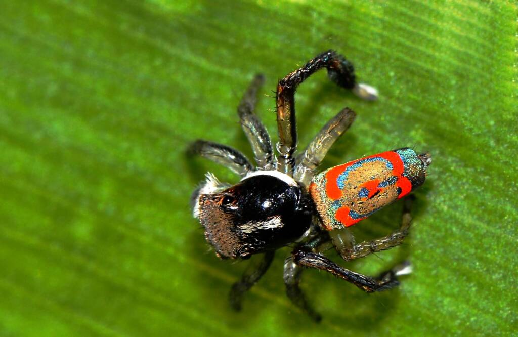 Common Peacock Spider / Jumping Spider (Maratus pavonis), Swan View WA © Jean and Fred Hort
