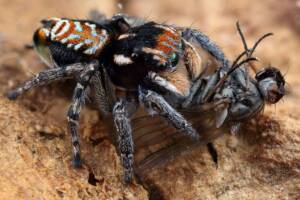 Maratus plumosus with prey (12 shot handheld focus stack), NSW © Michael Doe