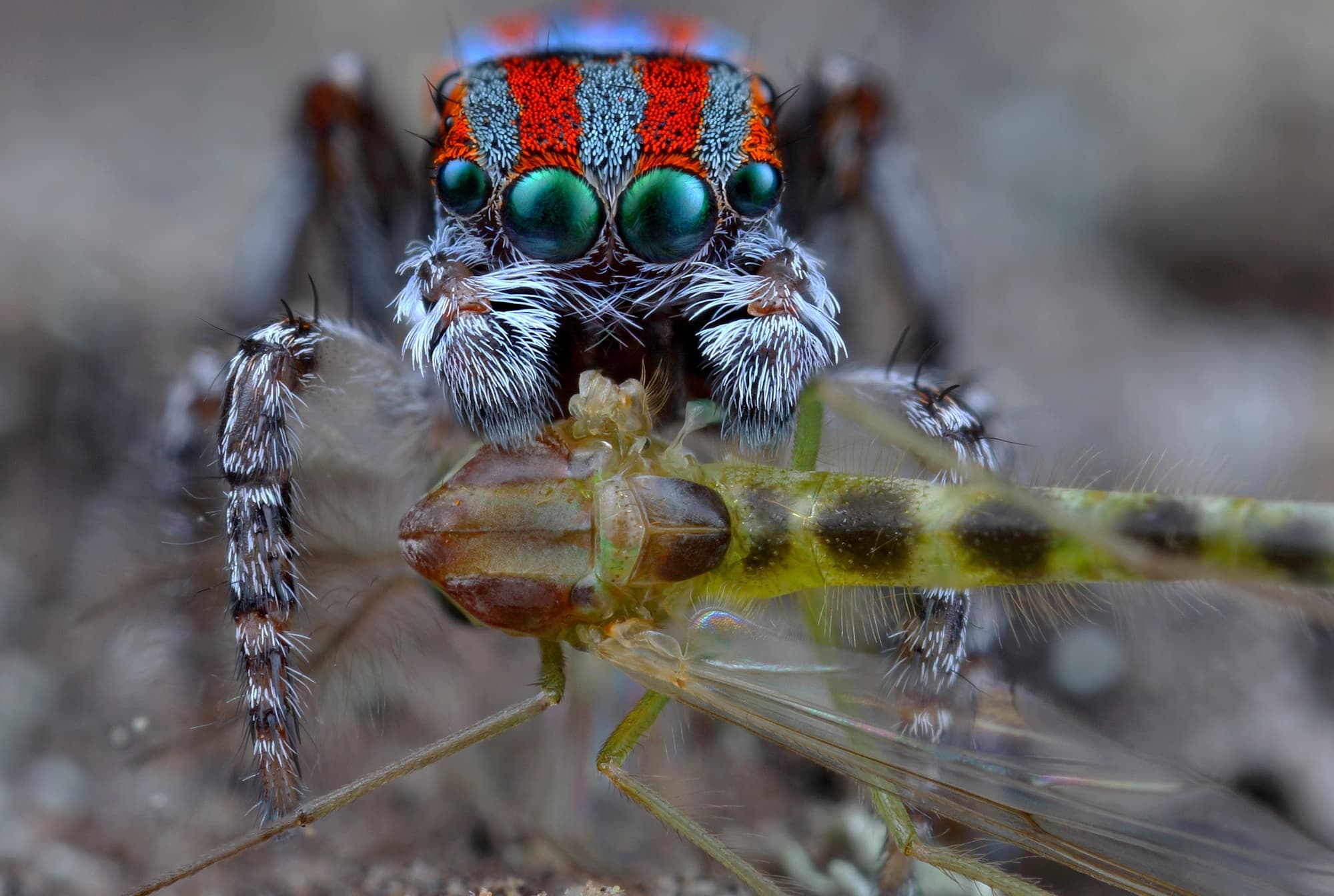 Maratus volans Prey Ausemade