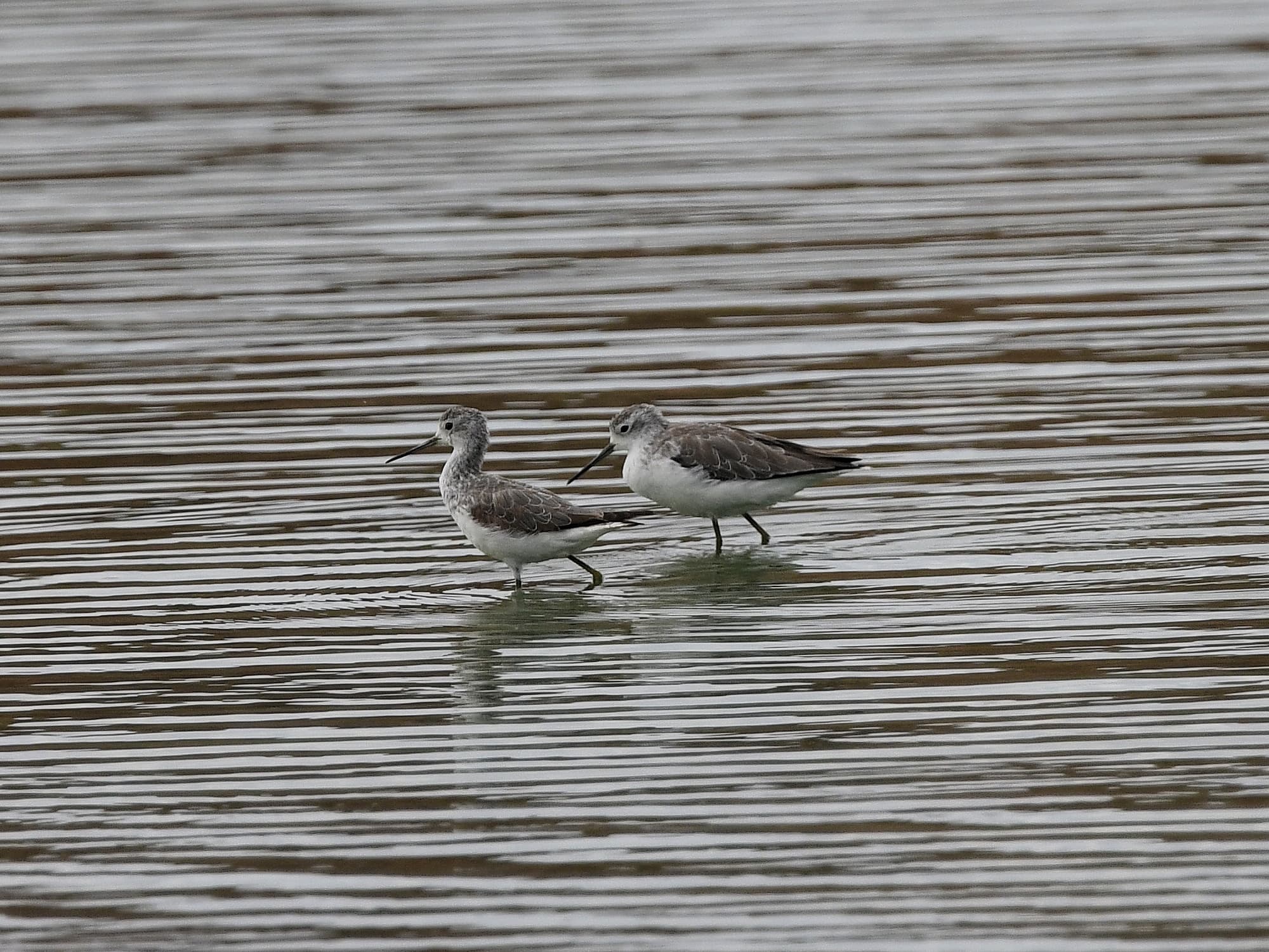 Marsh Sandpiper (Tringa stagnatilis), Alice Springs Sewage Ponds NT © Dorothy Latimer