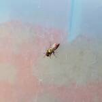 Masked Bee (Hylaeus ruficeps), Alice Springs, NT
